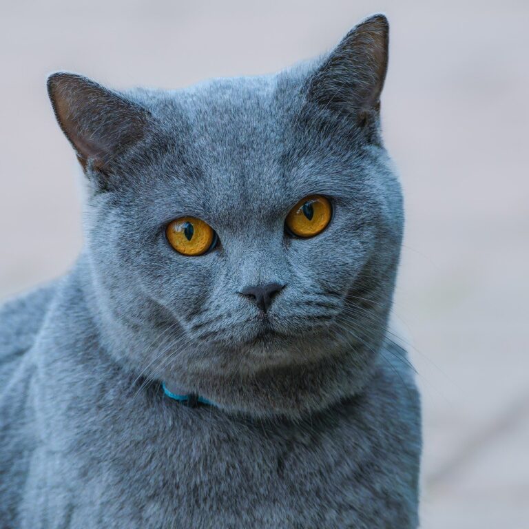 The Mystery Behind the Smurf Cat: 7 Reasons to believe