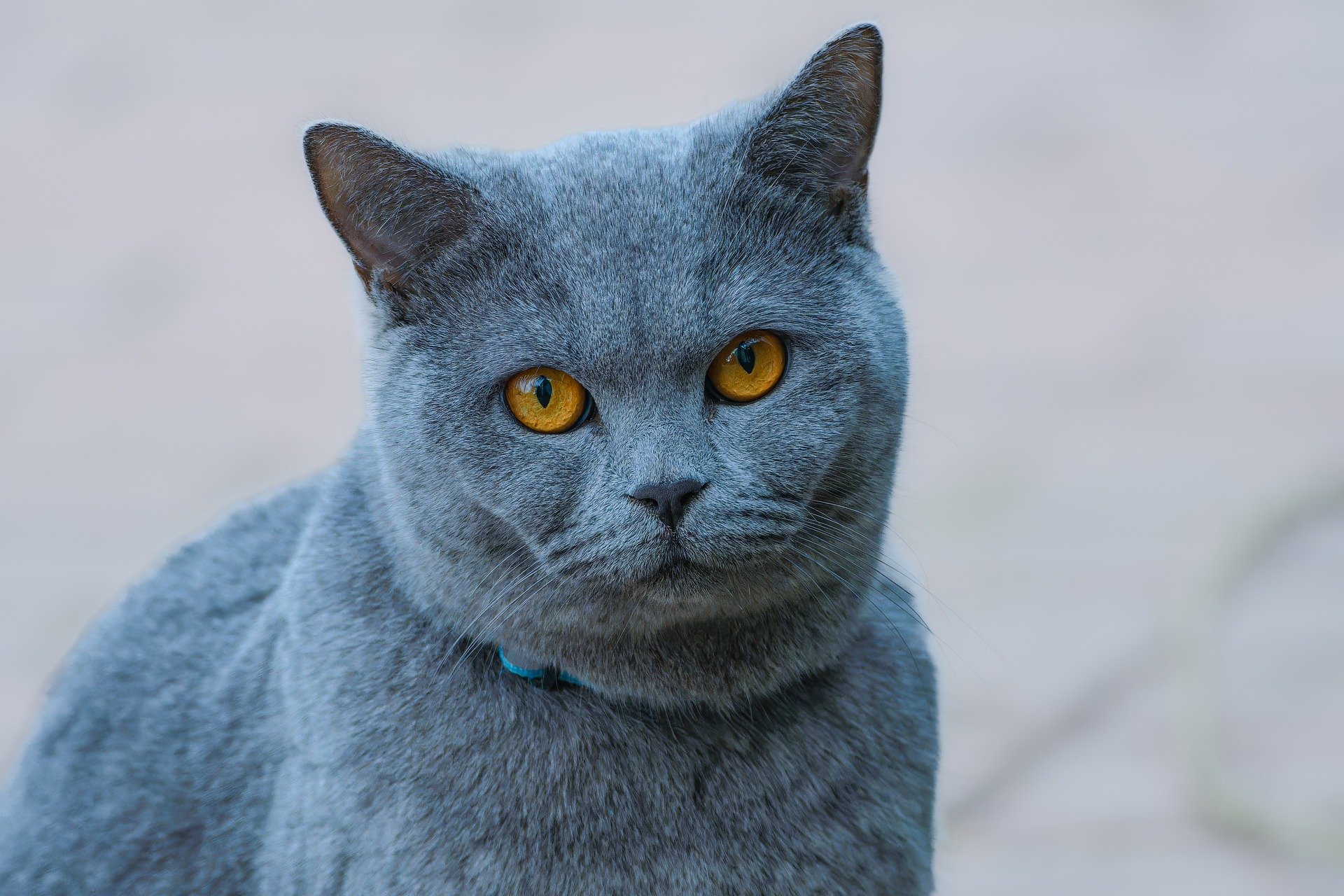 The Mystery Behind the Smurf Cat: 7 Reasons to believe