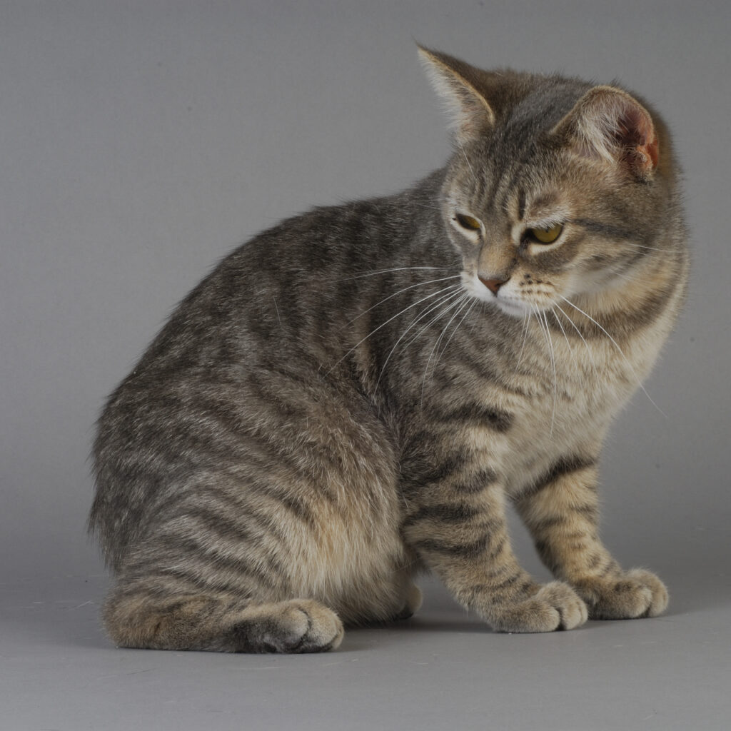 Top 10 Cat Breeds that Can Act like Guard Cats