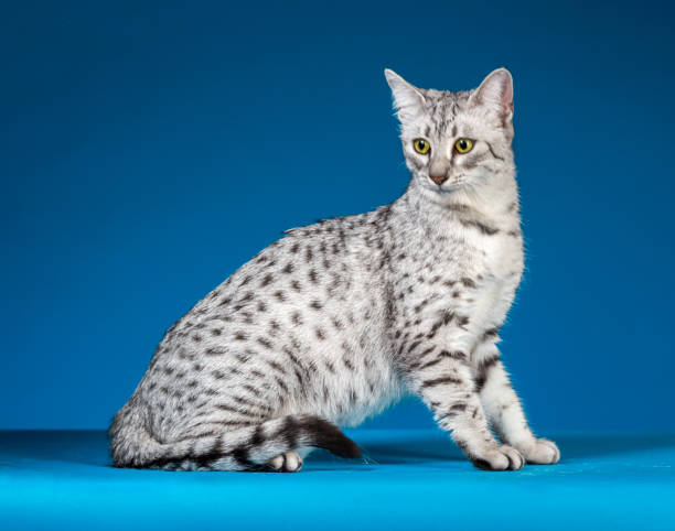 Top 10 Cat Breeds that Can Act like Guard Cats