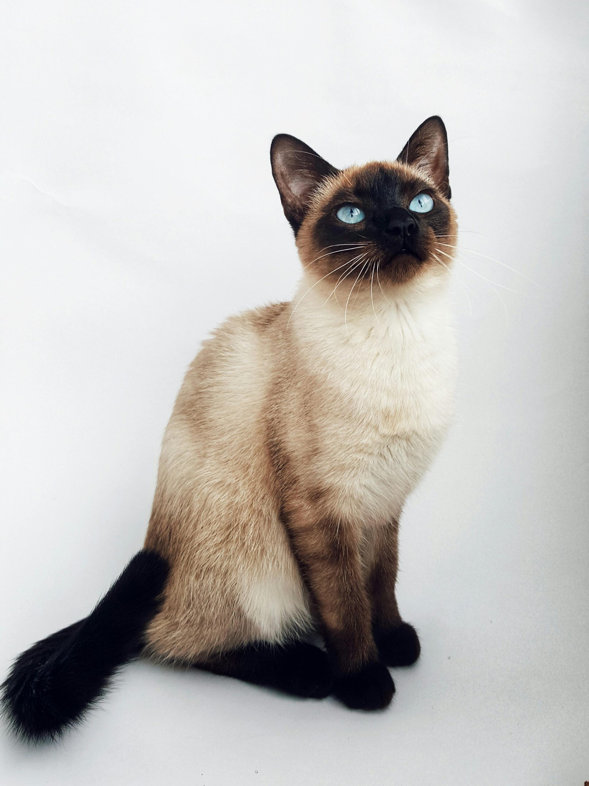 Hypoallergenic Cat Breeds