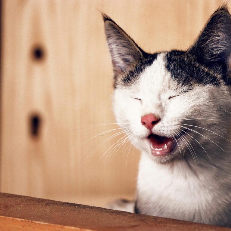 Top 10 Fun Facts About Cats: Discover the Quirky World of Your Feline Friend