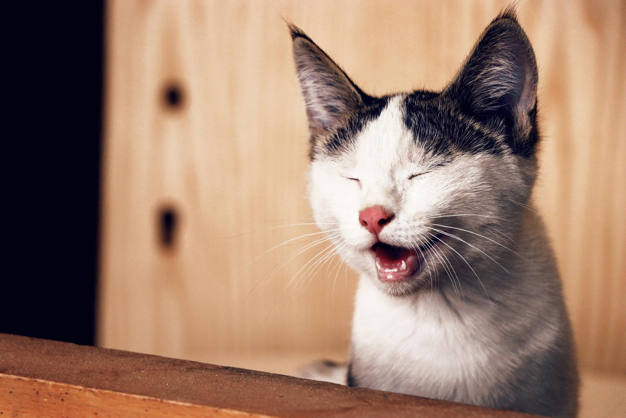 Top 10 Fun Facts About Cats: Discover the Quirky World of Your Feline Friend