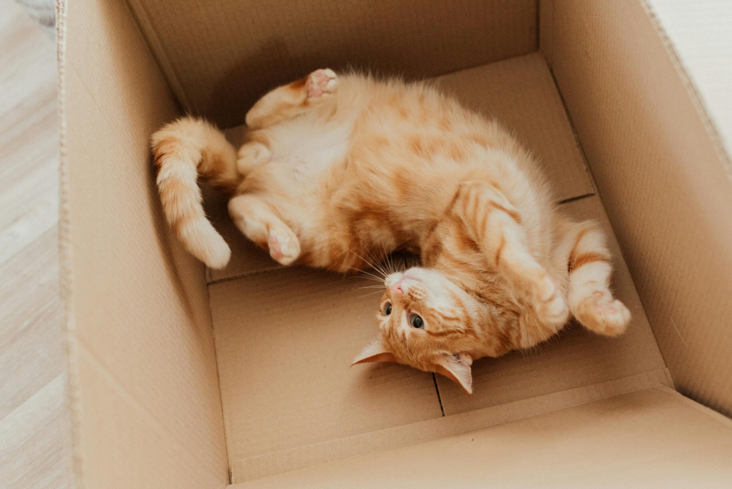 why do cats love boxes?