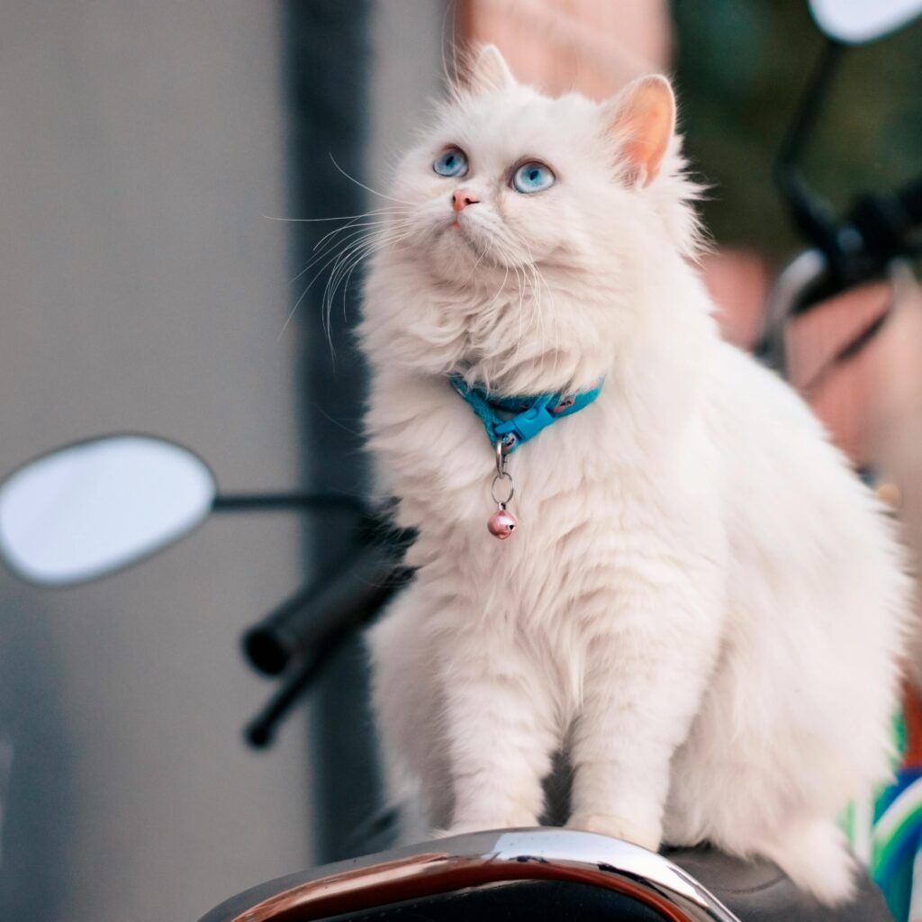 The Most Popular Cat Breeds