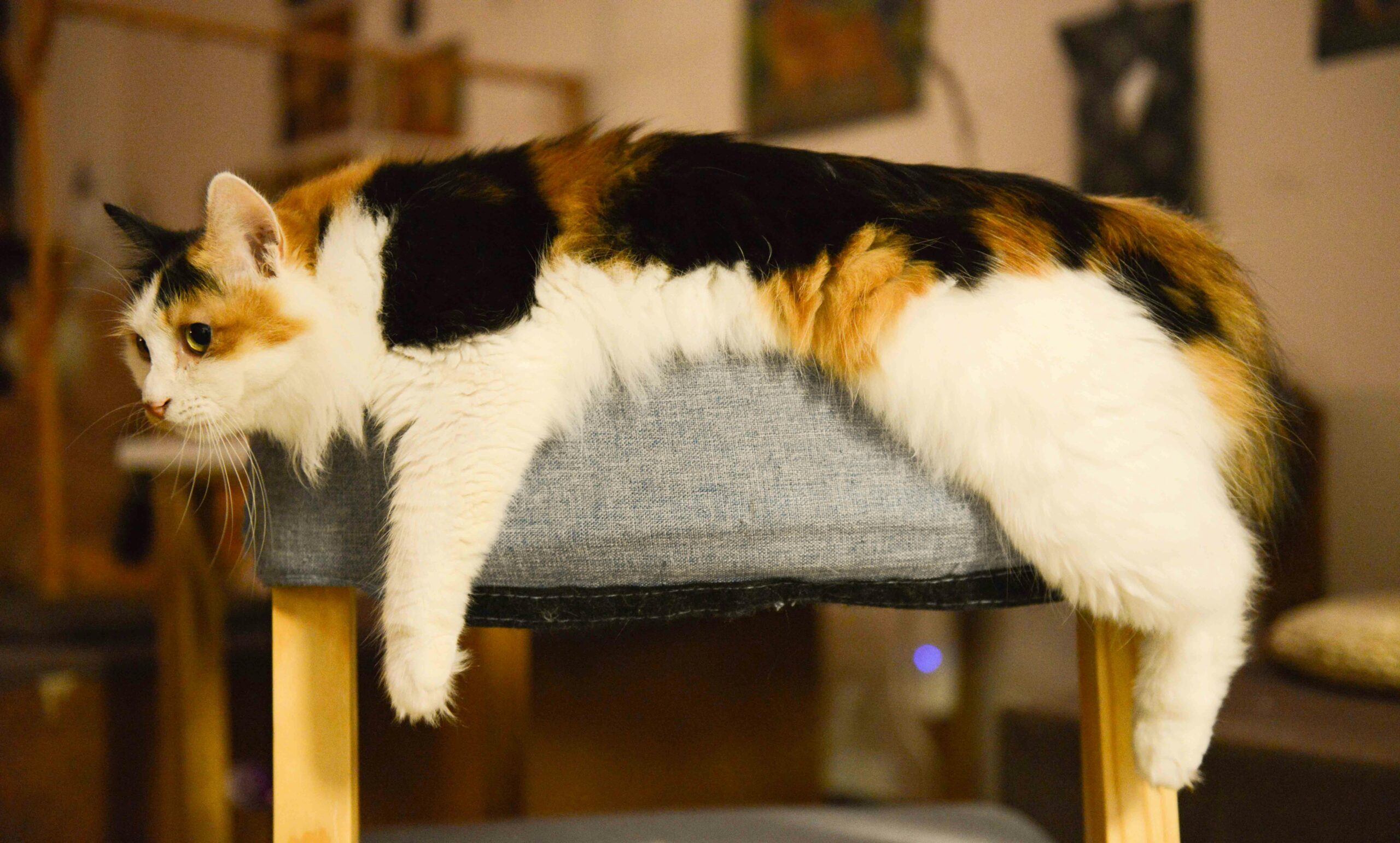 Top 10 Funny Facts About Calico Cats