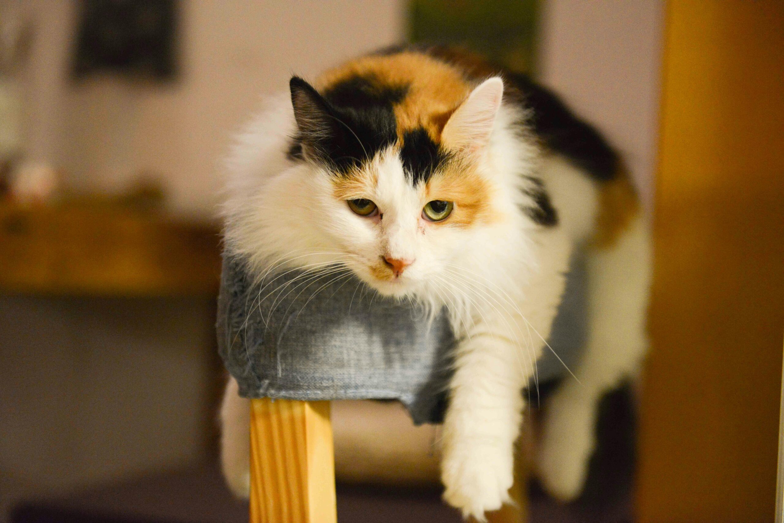 Top 10 Funny Facts About Calico Cats