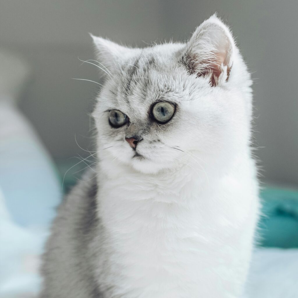 The Most Popular Cat Breeds