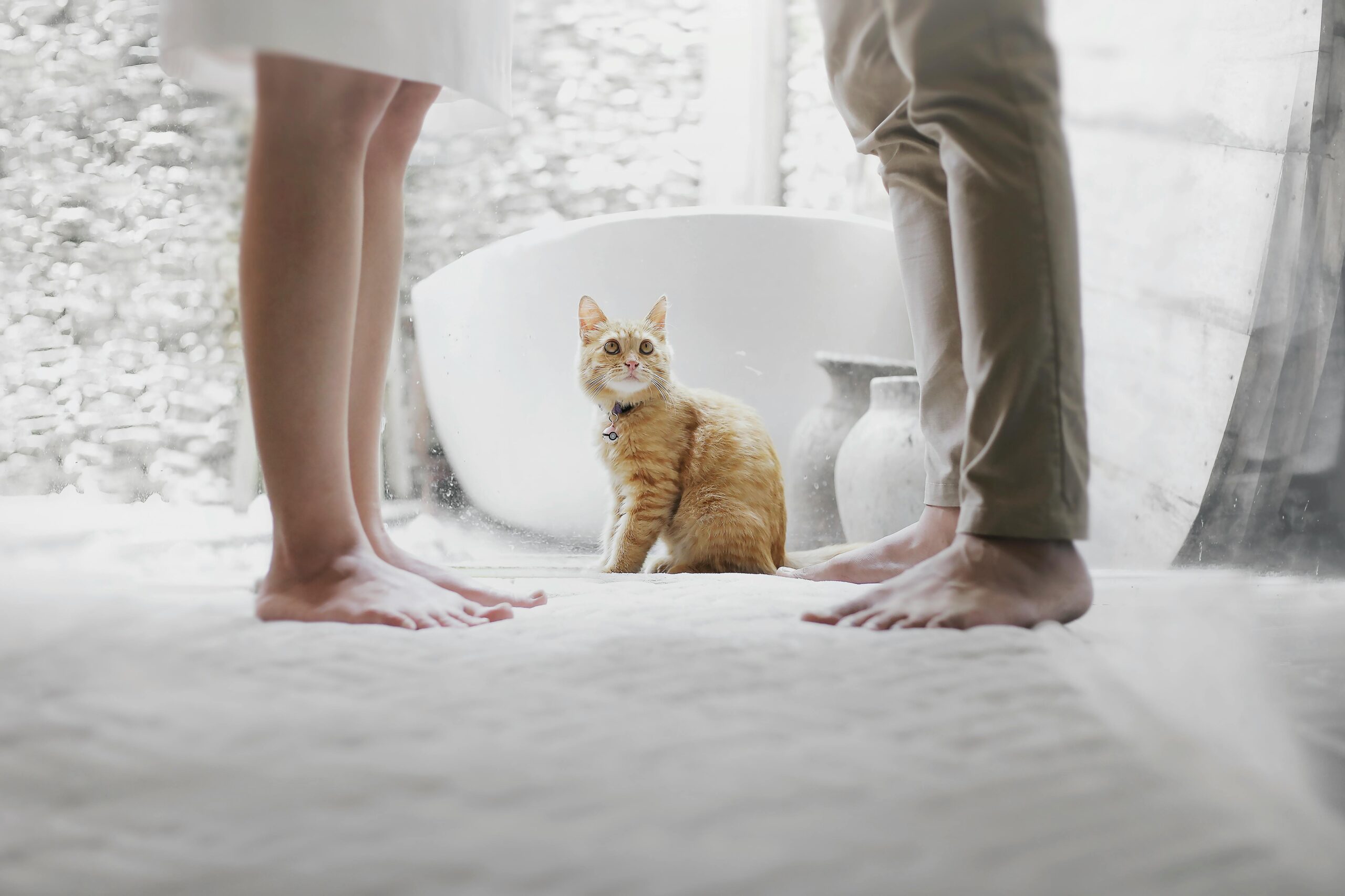 Cat Behavior Problems |Does My Cat Think I Am a Big Cat?