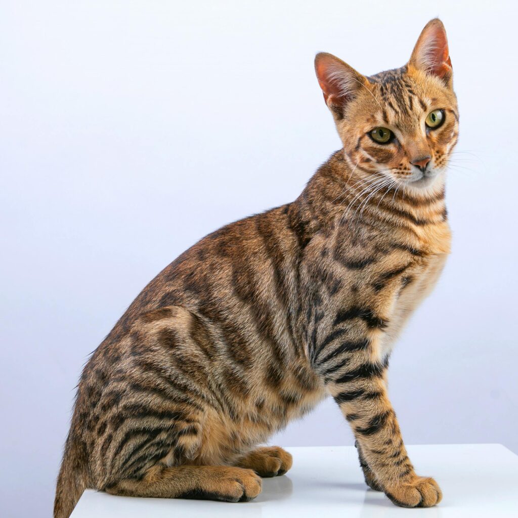 Top 10 Cat Breeds