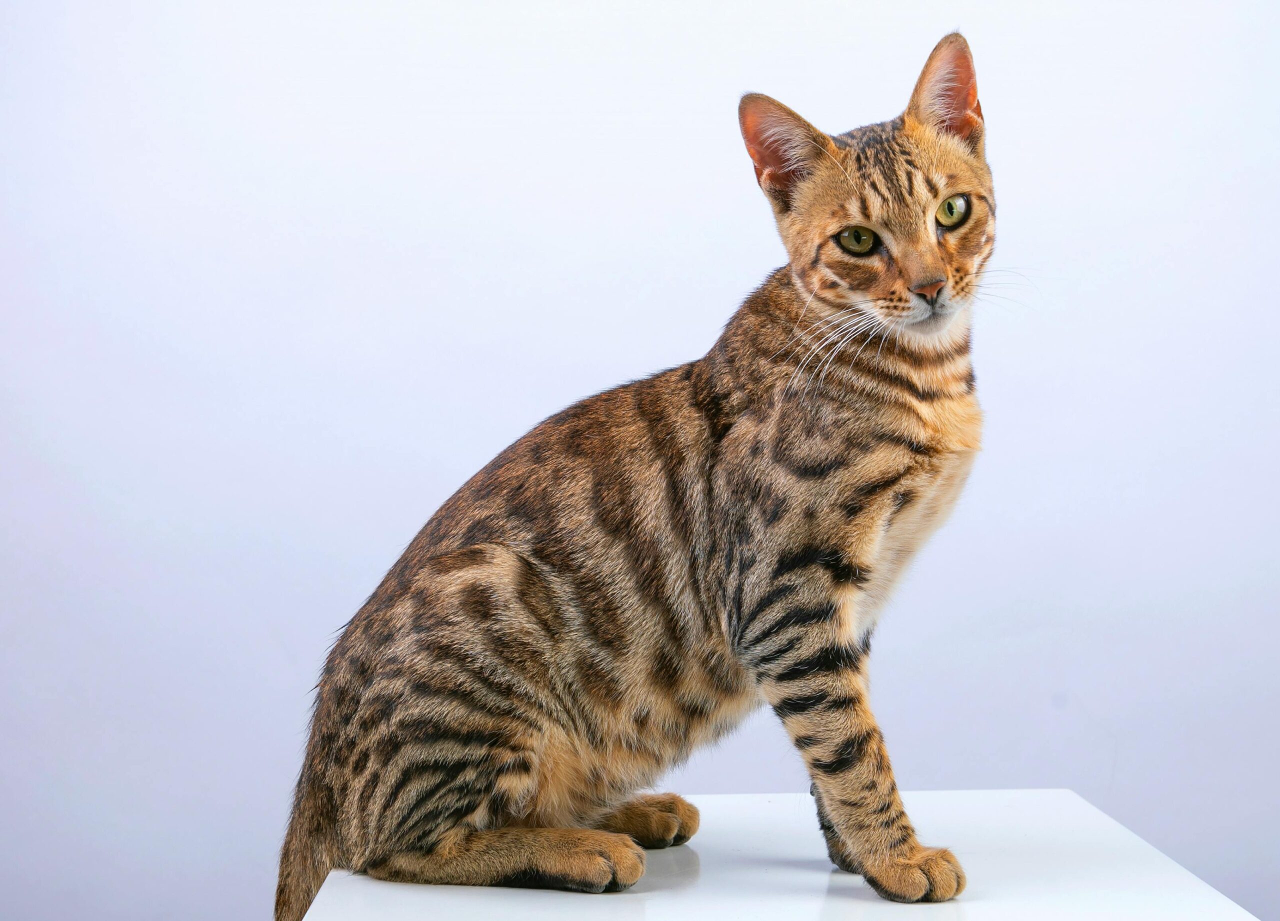 Hypoallergenic Cat Breeds