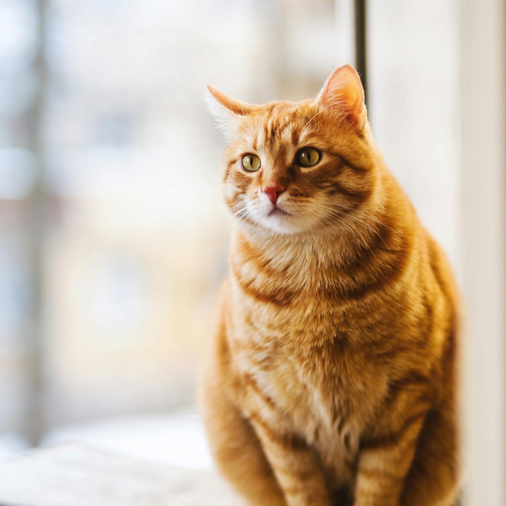 The Most Popular Cat Breeds: A Perfect Guide to Choose Feline Friend