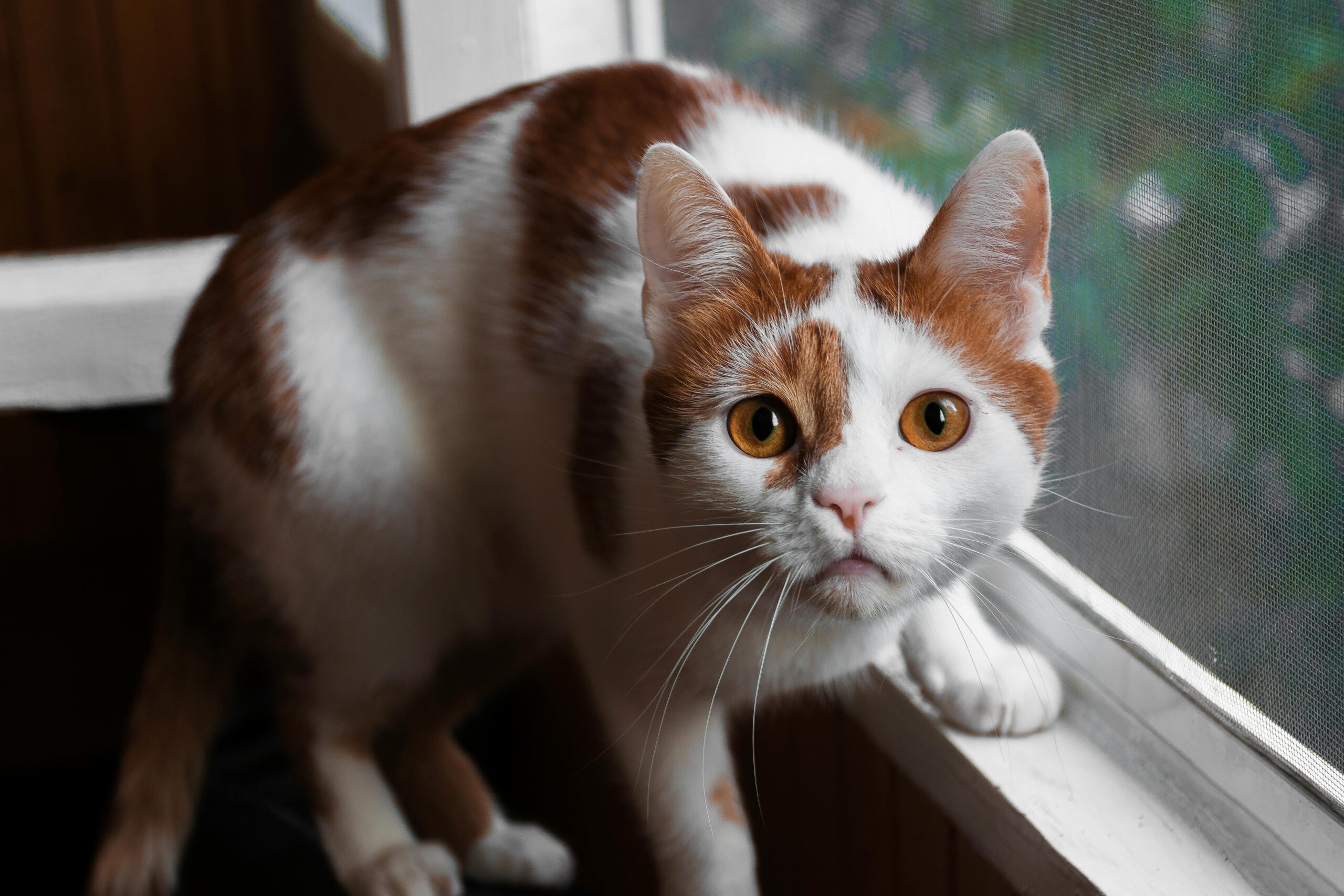 Top 10 Cat Breeds that Can Act like Guard Cats: Choose your Watchdog