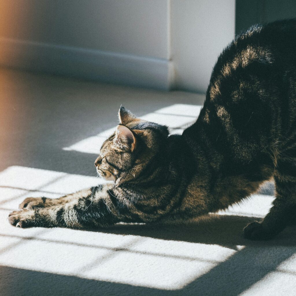 Top 5 Reasons Why Cats Stretch