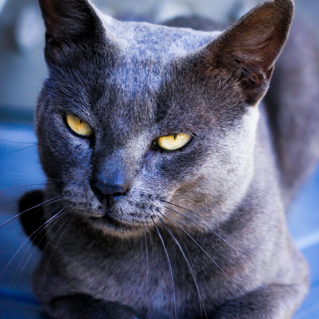 Top 10 Cat Breeds that Can Act like Guard Cats: Choose your Watchdog