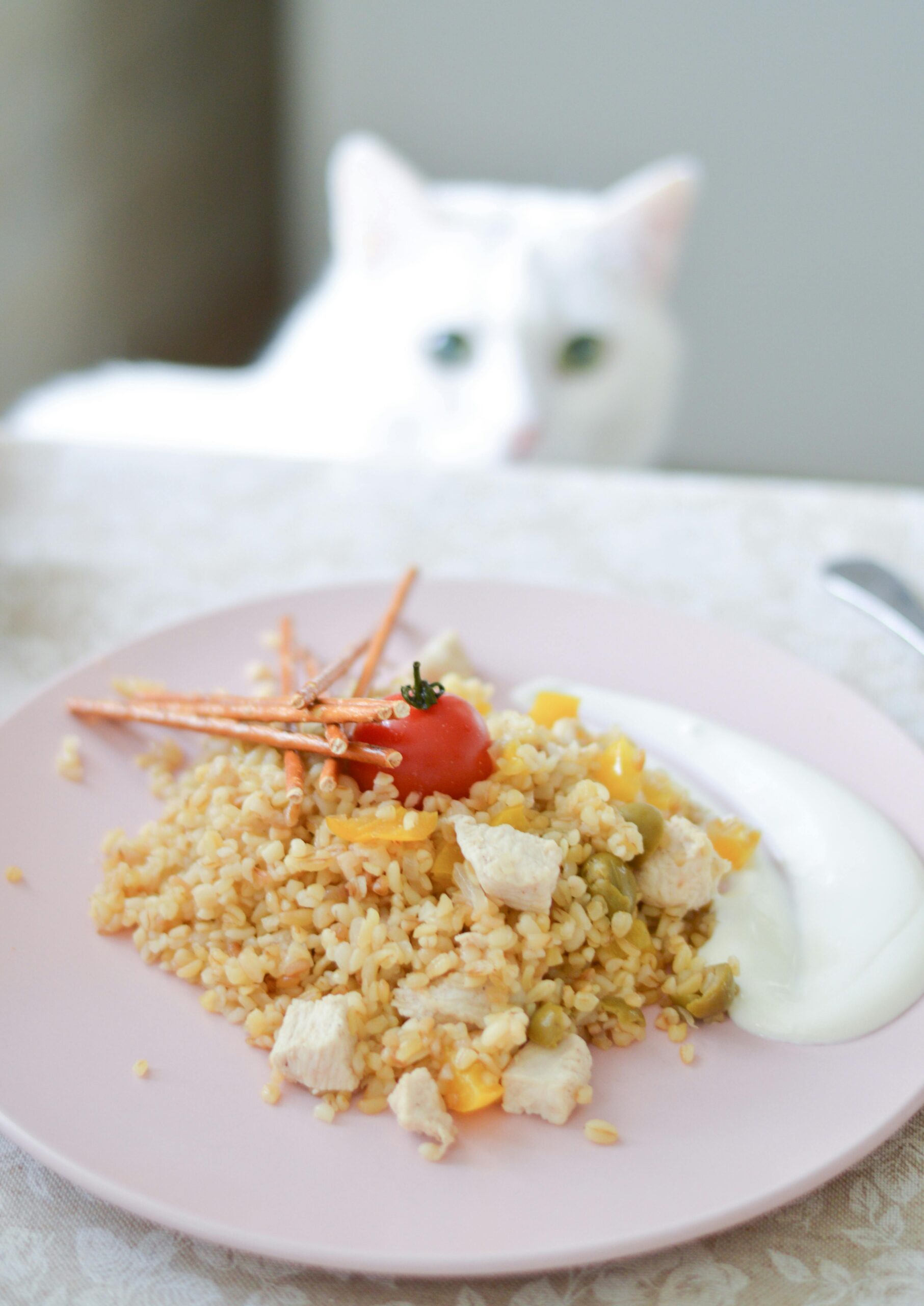 Homemade Cat Food Recipes