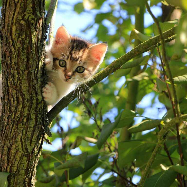 My cat can see ghosts? Unraveling the Mystery