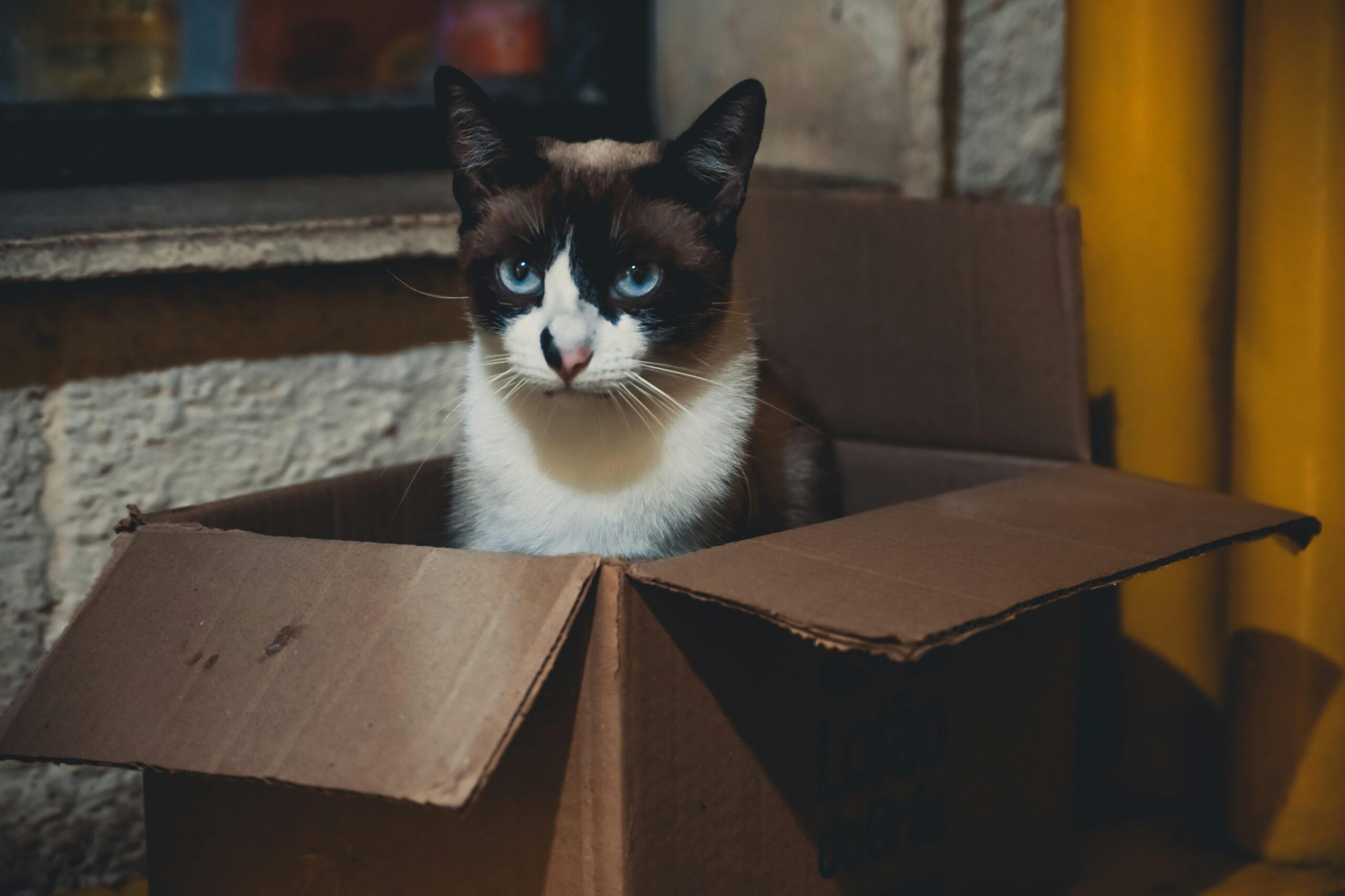 why do cats love boxes