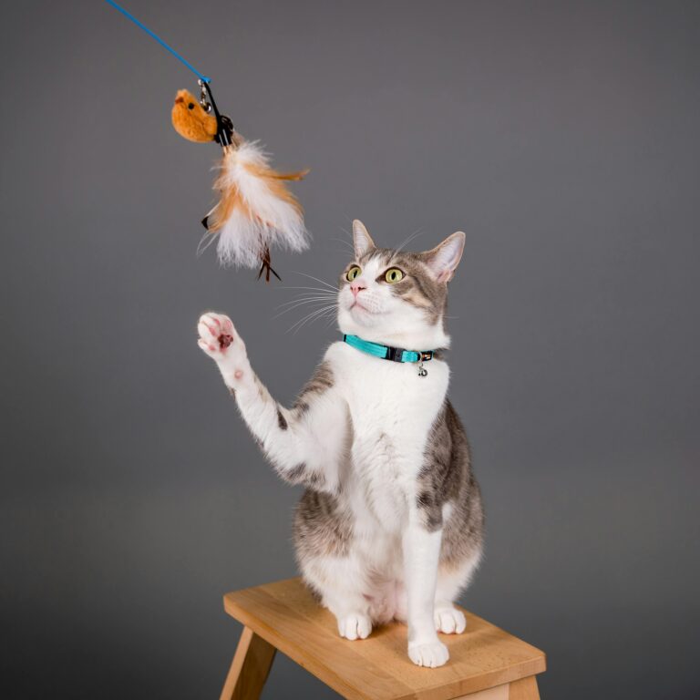 How to Train Your Cat: A New Fun and Effective Guide