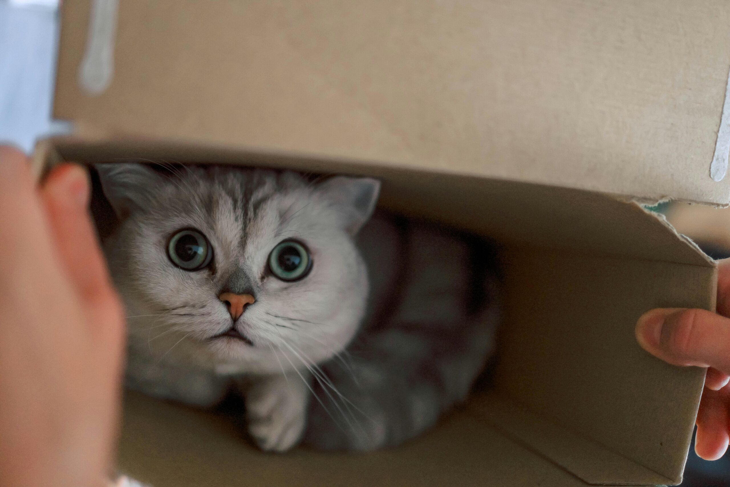 Why do cats love boxes?