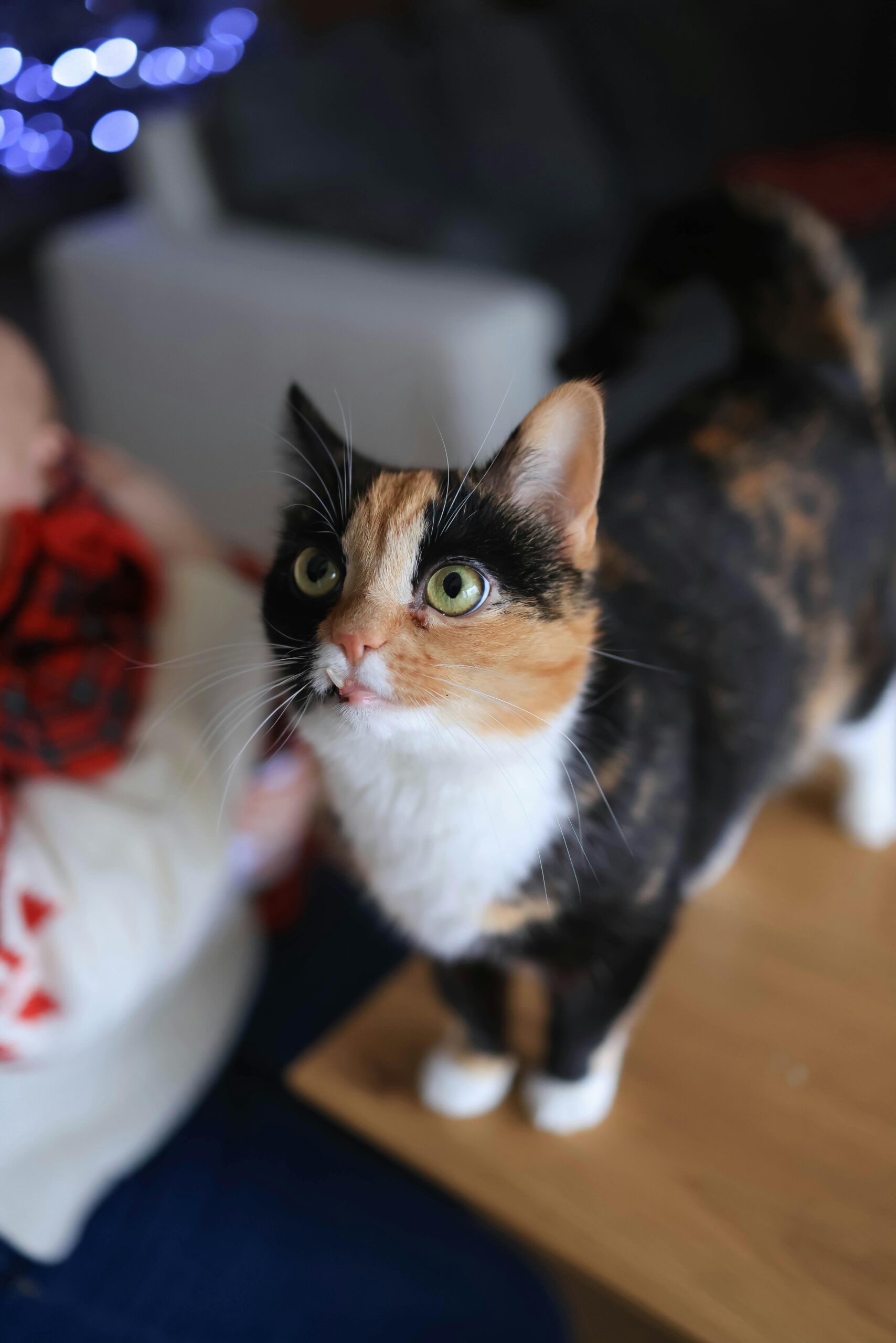 Top 10 Funny Facts About Calico Cats