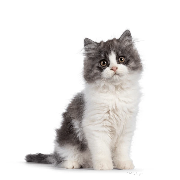 Top 10 Cat Breeds that Can Act like Guard Cats