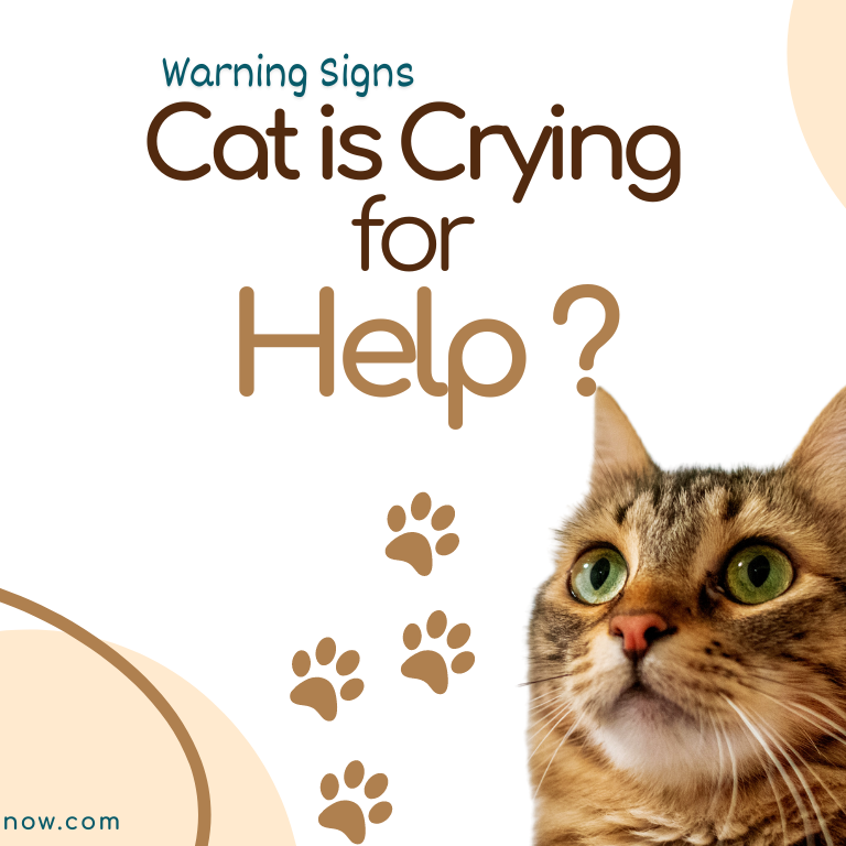 Cat is Crying for Help