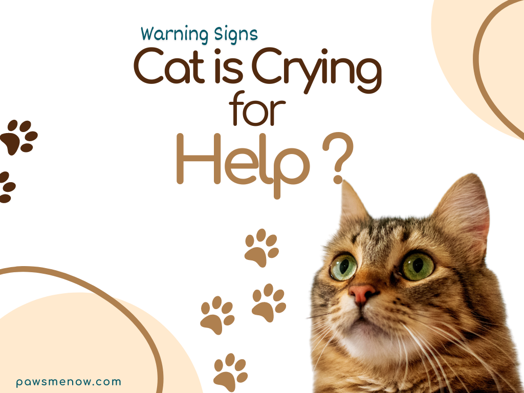 Cat is Crying for Help