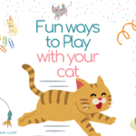 Top Fun Ways to Play with Your Cat