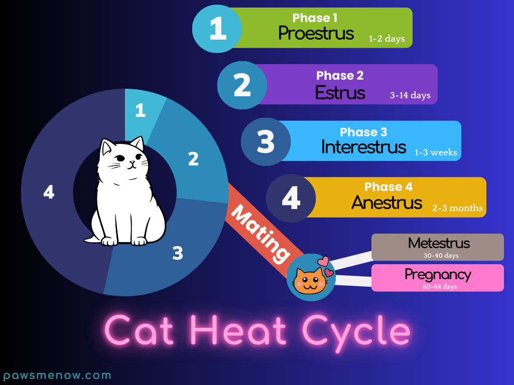 your cat is in heat. The cat heat cycle