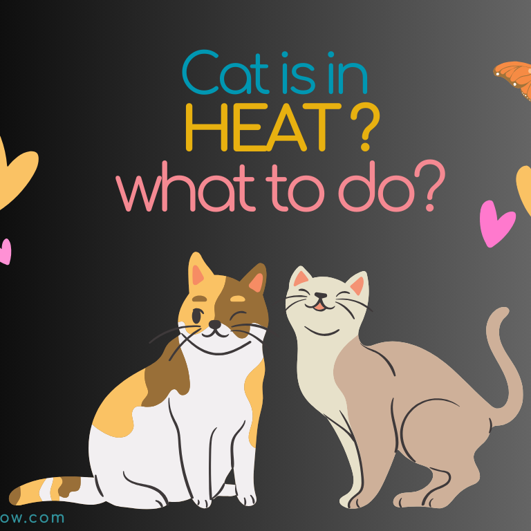 Cat is in Heat? What to Do?