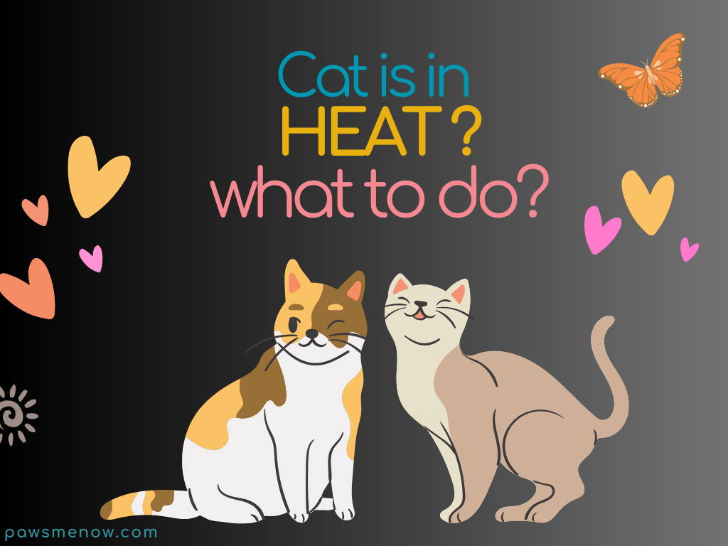 Cat is in Heat? What to Do?