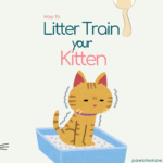 how to litter train a kitten