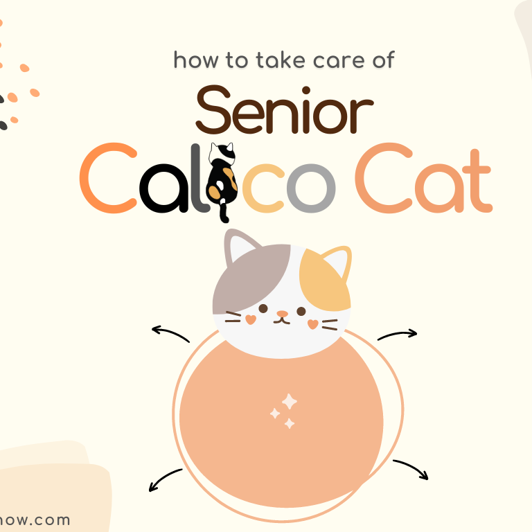 take care of a senior calio cat