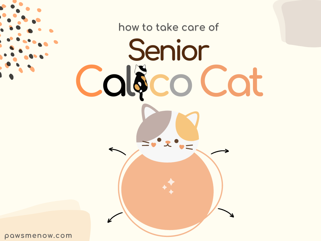 take care of a senior calio cat