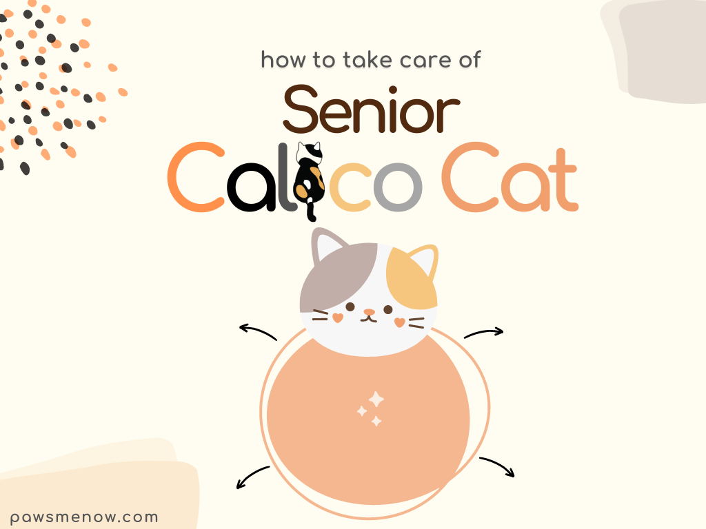 How To Take Care Of A Senior Calico Cat How To Take Care Of A Senior Calico Cat