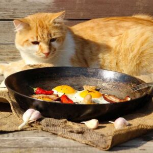 Simple and Healthy Home Made Cat Food Recipes for 2024