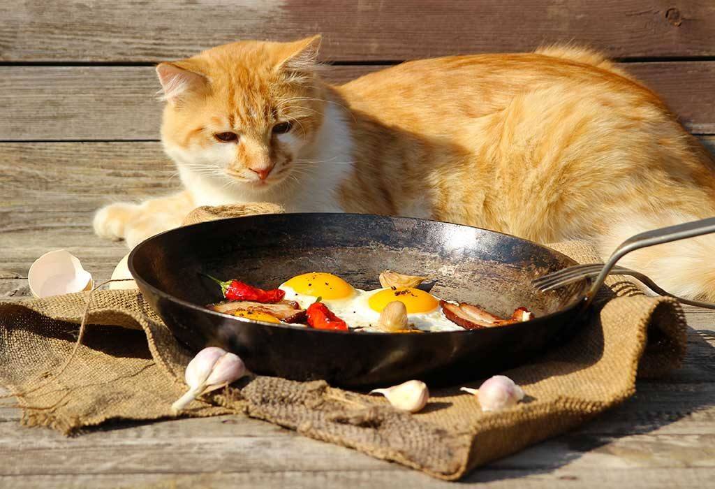 Simple and Healthy Home Made Cat Food Recipes for 2024