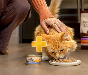 Top 2024 Cat Foods for Health and Wellness