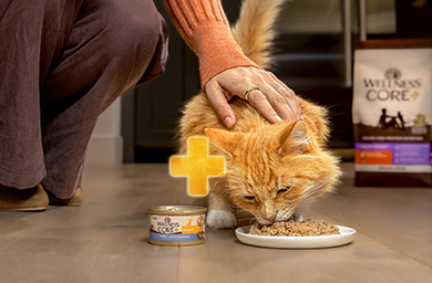 Top 2024 Cat Foods for Health and Wellness