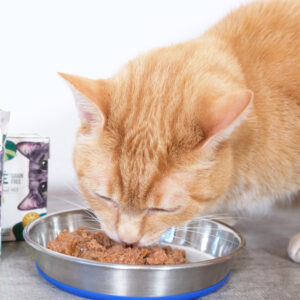 The Best Premium Cat Food Brands of 2024