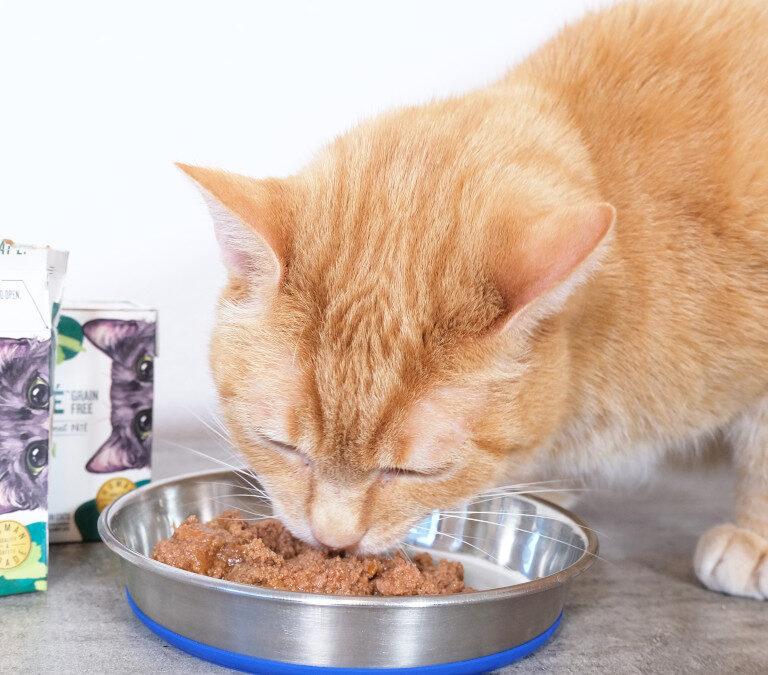 The Best Premium Cat Food Brands of 2024