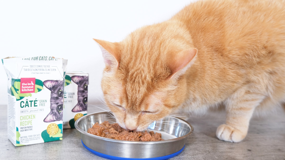 The Best Premium Cat Food Brands of 2024