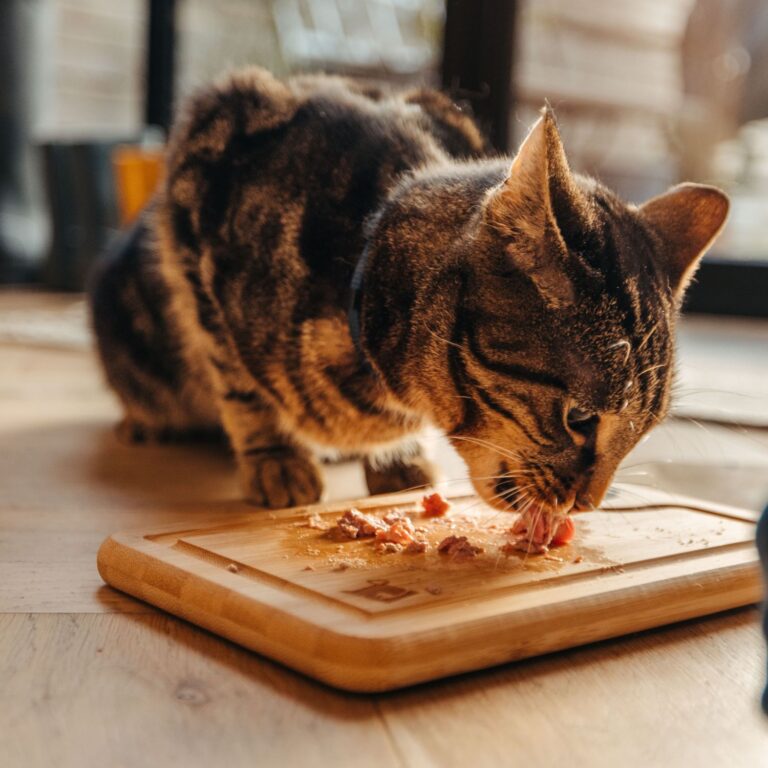 Smoothly Transitioning Your Cat’s Diet: Tips for 2024