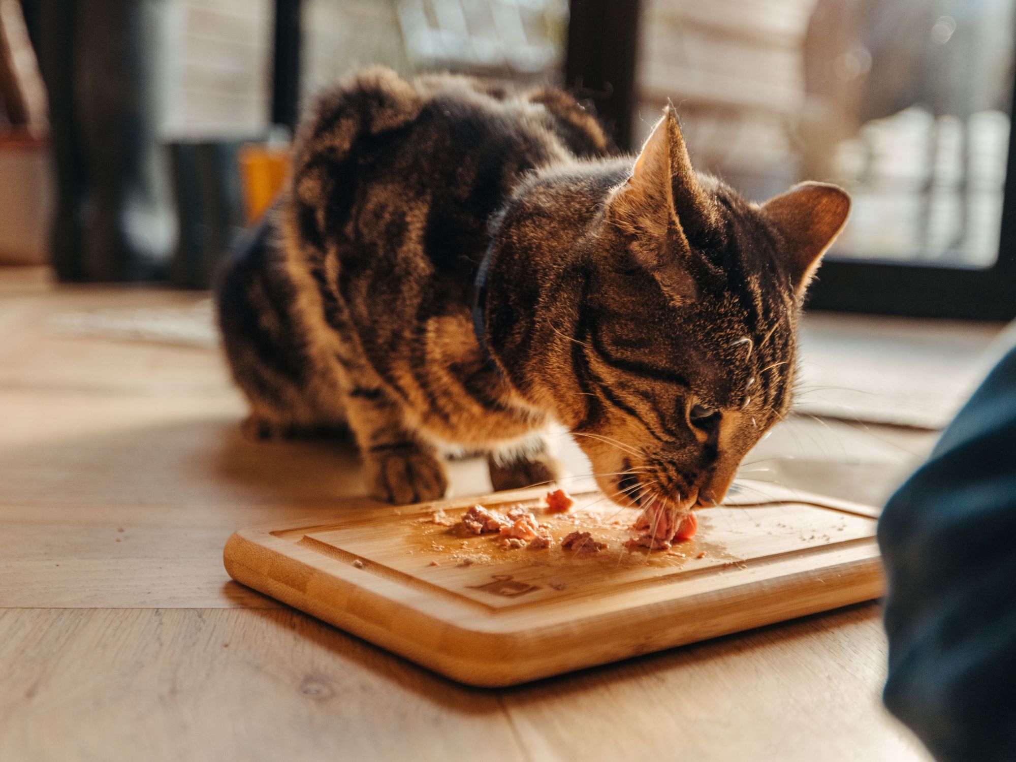 Smoothly Transitioning Your Cat’s Diet: Tips for 2024