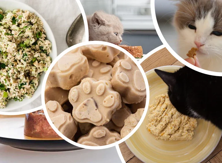 Healthy and Easy DIY Cat Treats for 2024