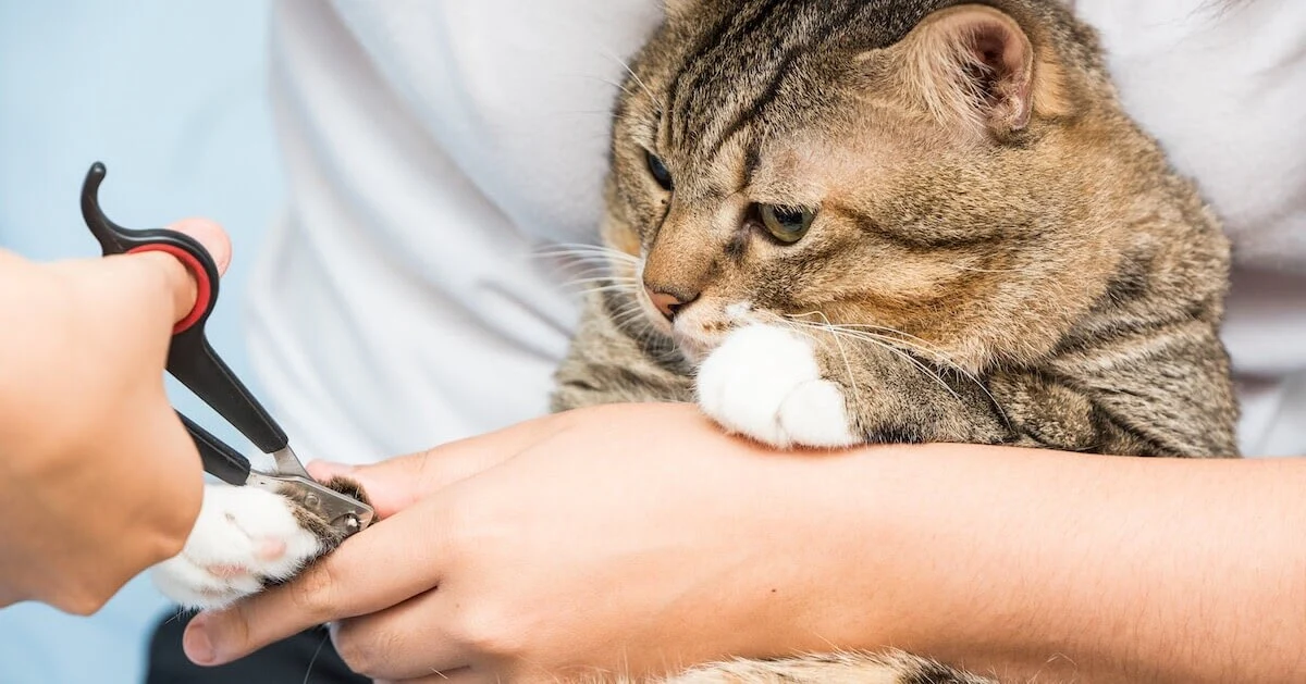 How to trim a kitten's nails?