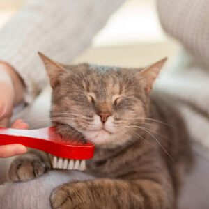 Wellness and Healthiest Cat Grooming Tips 2024