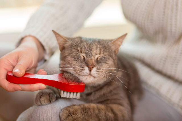 Wellness and Healthiest Cat Grooming Tips 2024