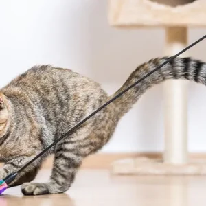 Fun and Effective Indoor Cat Exercises 2024